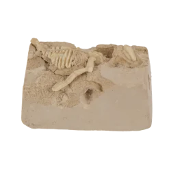 Coffret de paléontologie
