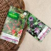 Graines de Fleurs grimpantes