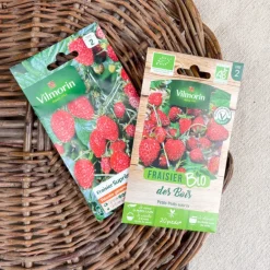 Graines de Fraisier
