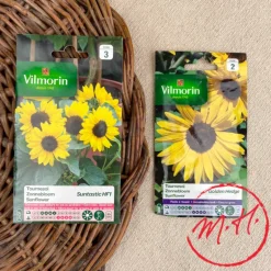 Semence de Tournesols