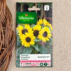 Semence de Tournesols