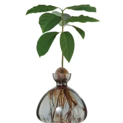 Vase à avocat